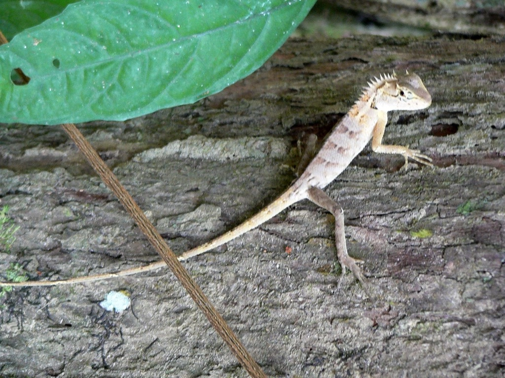 Khao Sok -
Přerostlá ještěrka