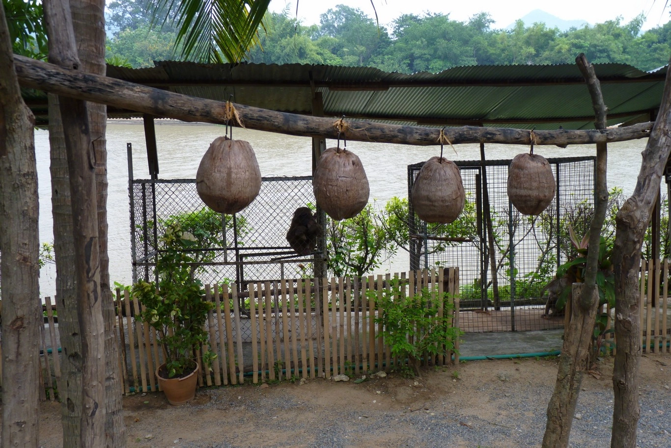 P1000397 Opici Skola Trening Thajsko
2010
