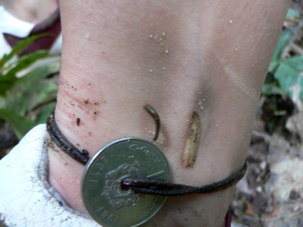 Khao Sok 2005 - přisátá pijavice (tahle je
malinká)