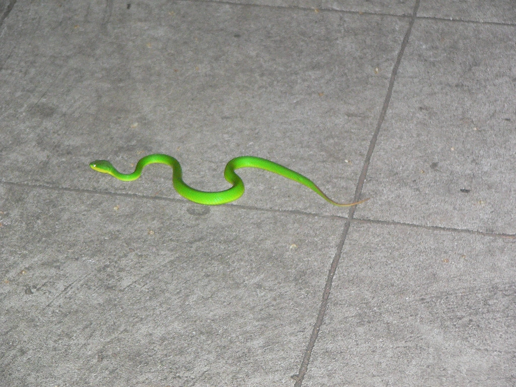 Zelený had na ulici ve městě? To je Green Snake!