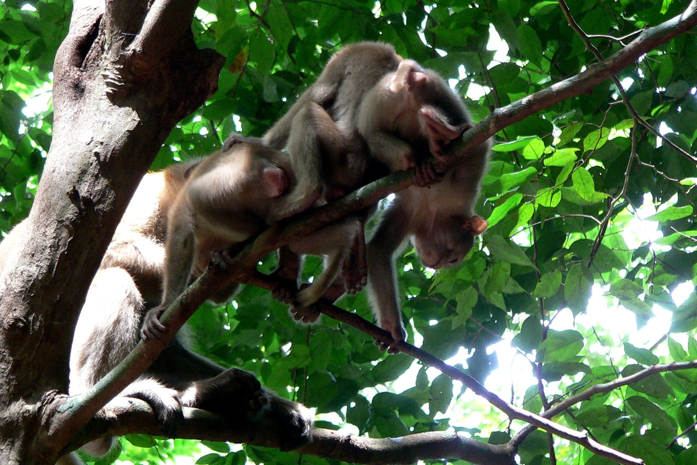 Monkeys In Erawan National Park